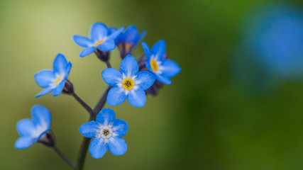 Fototapeta na wymiar Blue Bloomers