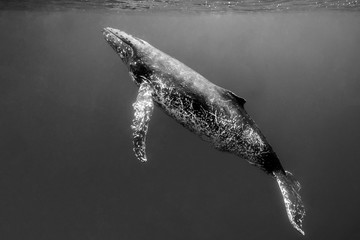 An Adult Humpback Whale Swims to the Surface