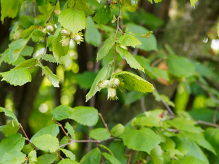 Grappe de noisettes ou trochets du noisetier (Corylus avellana)