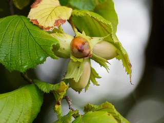 Noisette presque mûre dans leur involucre entourée de feuilles velues, dentées et pointues 