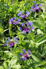 Bachelor button group