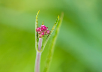 Budding Verbena