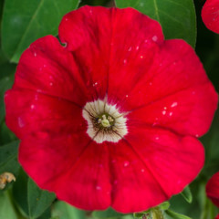 Red Petunia