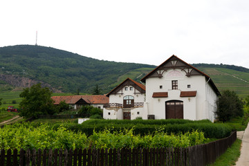 Fototapeta na wymiar Vineyard in Tokaj, Hungary