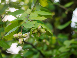 Grappe de noisette ou akène, fruit du noisetier ou Coudrier (Corylus avellana), non mature dans...