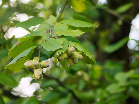 Grappe de noisette ou ak&egrave;ne, fruit du noisetier ou Coudrier (Corylus avellana), non mature dans leur involucre, entour&eacute;e de feuilles velues, dent&eacute;es et pointues