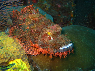 Drachenkopf / Skorpionsfisch