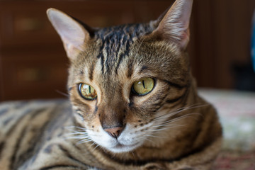brown tabby cat with green eyes