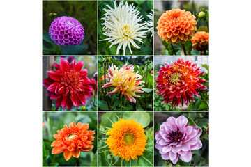 Collage from different pictures of flowers dahlias