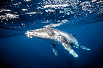 Baby humpback whale in blue water at surface