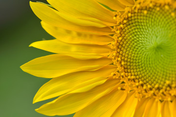 close on beautiful head of sunflower blooming on green background