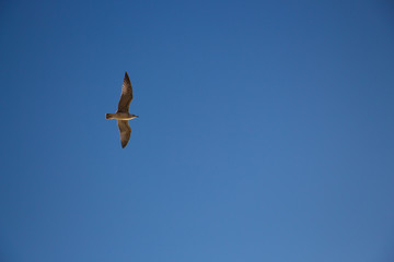 seagull in the sky