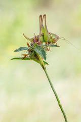 Saltamontes grillo verde langosta macro