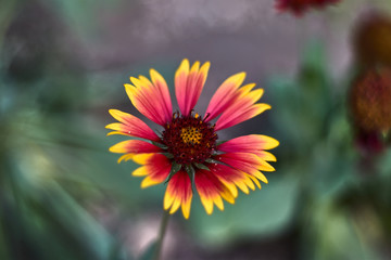 Daisy flower with red and yellow petals