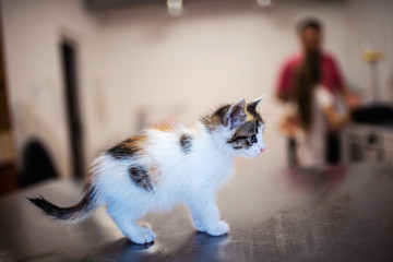 Cute little kitten with amazing eyes. Sweet baby. Lovely friend. Animal world.