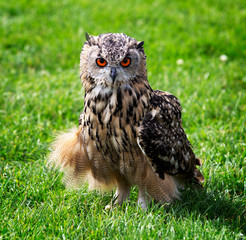 Majestic Indian Eagle Owl on green grass.