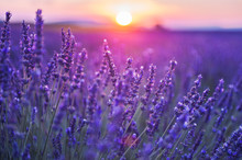 Lavender flowers at sunset in Provence, France. Macro image, shallow depth of field