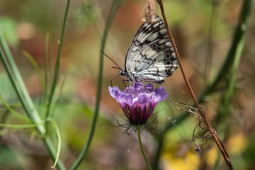 Balkan Marbled White Butterfly on Scabious Flowers in Springtime
