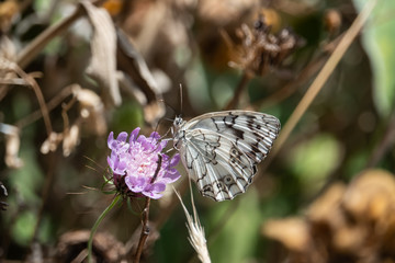 Balkan Marbled White Butterfly on Scabious Flowers in Springtime