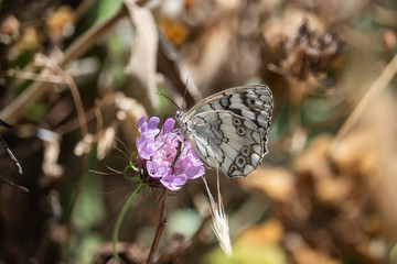 Balkan Marbled White Butterfly on Scabious Flowers in Springtime