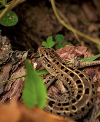 beautiful lizard on the bark of a tree