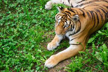 Obraz premium Tigre de Bengala