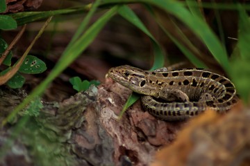 beautiful lizard on the bark of a tree