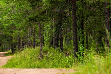 Obraz premium beautiful road in the pine forest