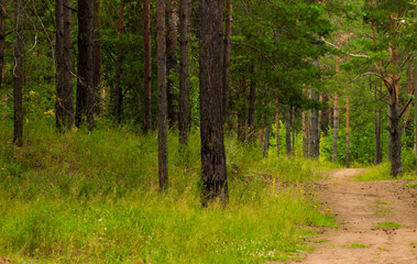 beautiful road in the pine forest