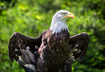 Majestic American Bald Eagle opening its wings