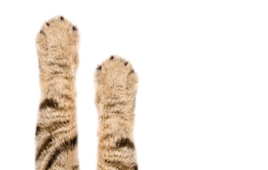 Beautiful paws of a cat Scottish Straight, closeup, isolated on white background