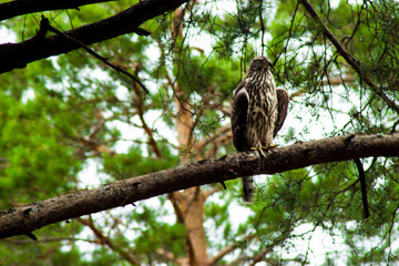 A hunting bird sits on a tree branch