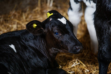 Cute wet new born calf on straw with it's sister © Kieran