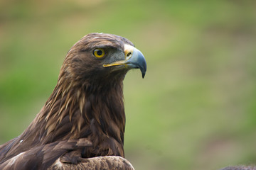 Aguila Real