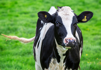 Naklejka na ściany i meble Bautiful Fresian dairy cow in field, swishing her tail