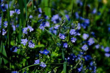 Blue flowers grow in green grass