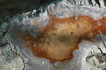 Elbowpatch Crust fungus, Phellinus punctatus