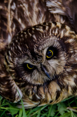Owl - a bird of prey with yellow eyes