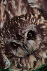 Owl - a bird of prey with yellow eyes