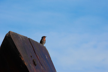 a Swallow Bird on blue sky background.