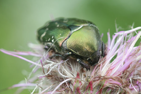 Protaetia cuprea, known as the copper chafer, feeding on field thistle in Finland