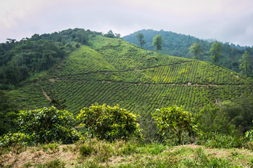 Fototapeta na wymiar Tea Plantation in Cameron Highlands, Malaysia.