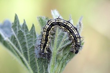 Small tortoiseshell butterfly caterpillar, Aglais urticae