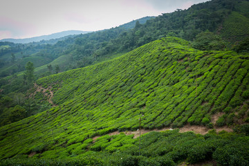 Tea Plantation in Cameron Highlands, Malaysia.