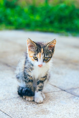 Naklejka na ściany i meble Close-up of cute kitten wandering on outdoor pavement