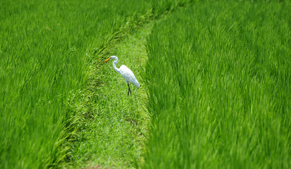 White heron at the rice paddy