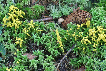 Physarum virescens, bright yellow slime mold from Finland