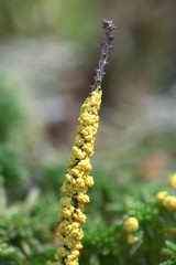 Physarum virescens, bright yellow slime mold from Finland