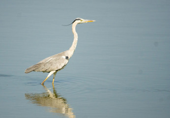 grey heron in water