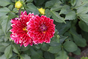 Red Dahlia flower in full bloom in the garden